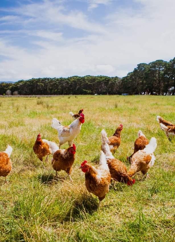 Sardar%20Zadran%20Agriculture%20and%20Livestock%20Company