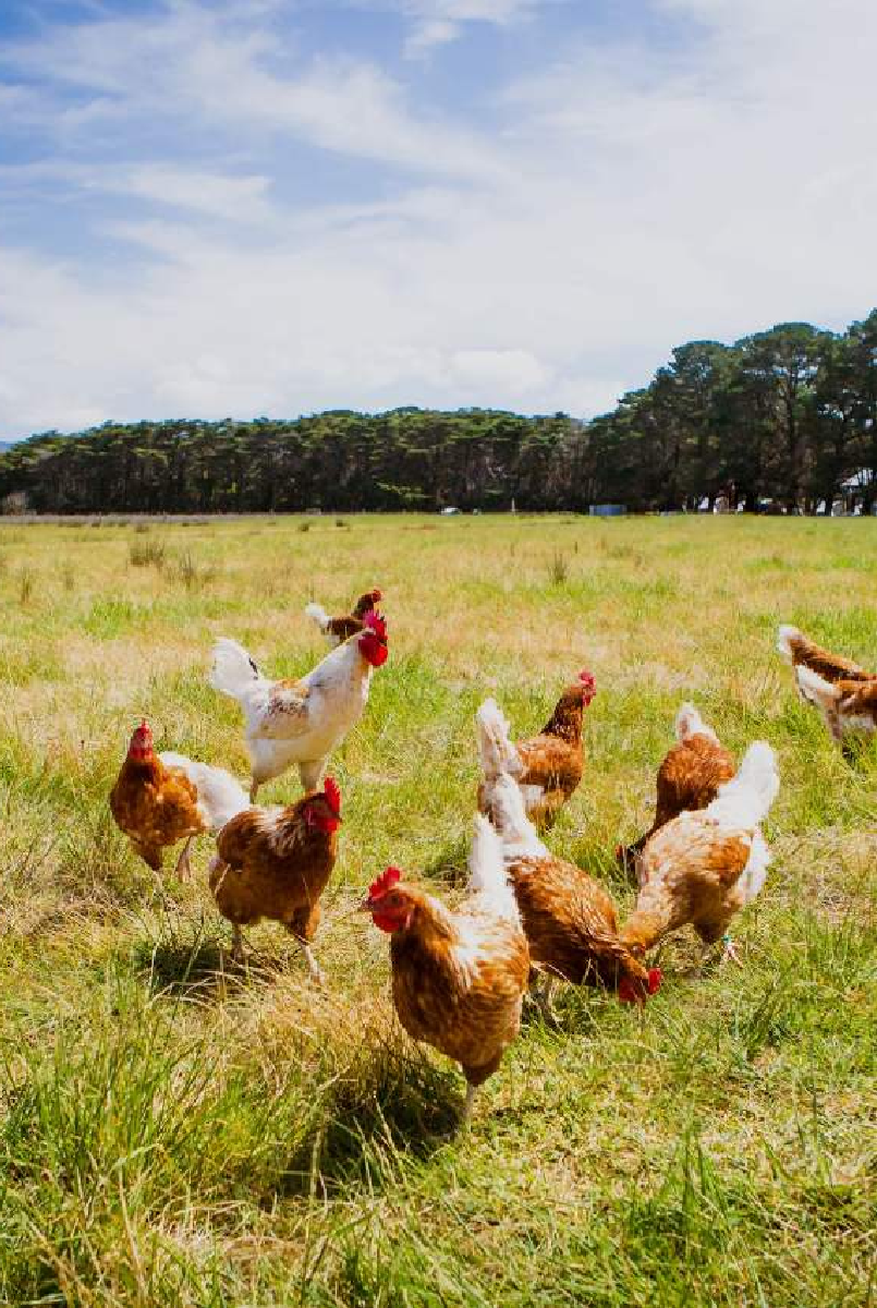 Sardar%20Zadran%20Agriculture%20and%20Livestock%20Company